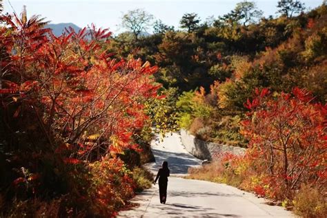 平谷紅葉哪個鎮，漫山彩繪引人探尋古鎮風情